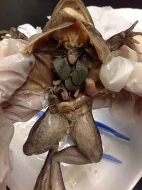 Materials - Biology Frog Dissection